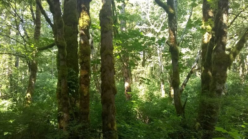 Cumberland Creek Conservation Area - Sedro-Woolley, WA