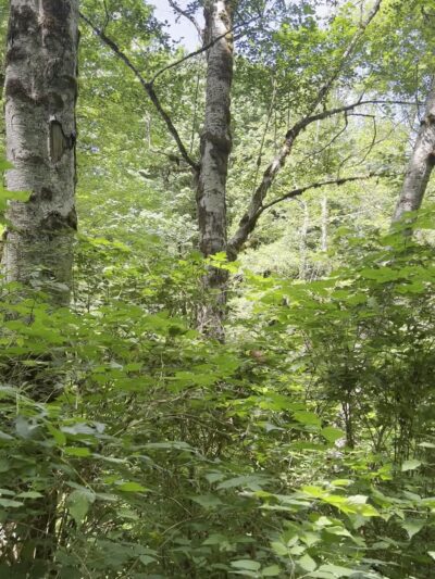 Cumberland Creek Conservation Area - Sedro-Woolley, WA