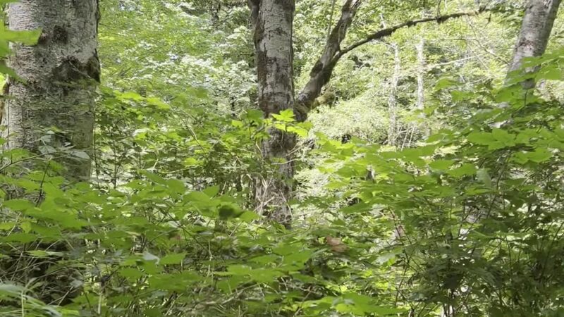 Cumberland Creek Conservation Area - Sedro-Woolley, WA