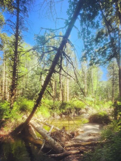 Cumberland Creek Conservation Area - Sedro-Woolley, WA