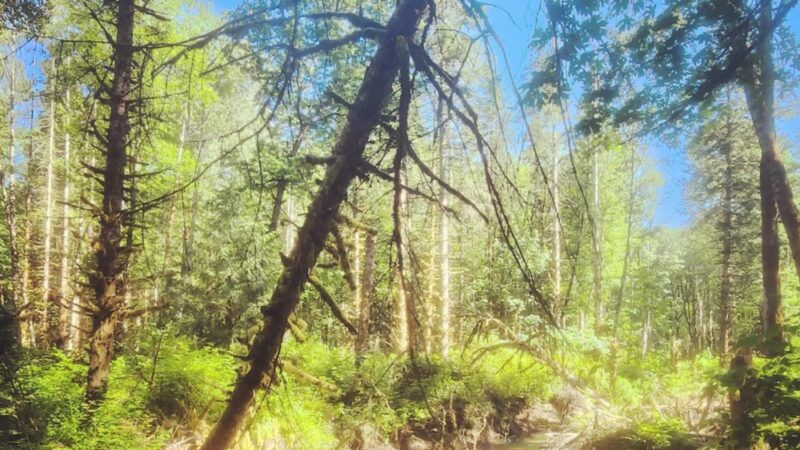 Cumberland Creek Conservation Area - Sedro-Woolley, WA