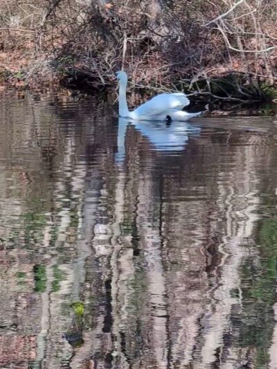Gammino Pond Preserve - Seekonk, MA