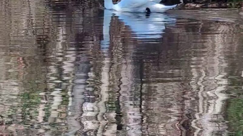 Gammino Pond Preserve - Seekonk, MA