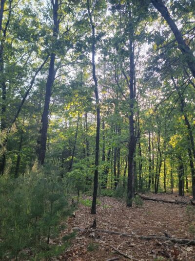 Gammino Pond Preserve - Seekonk, MA