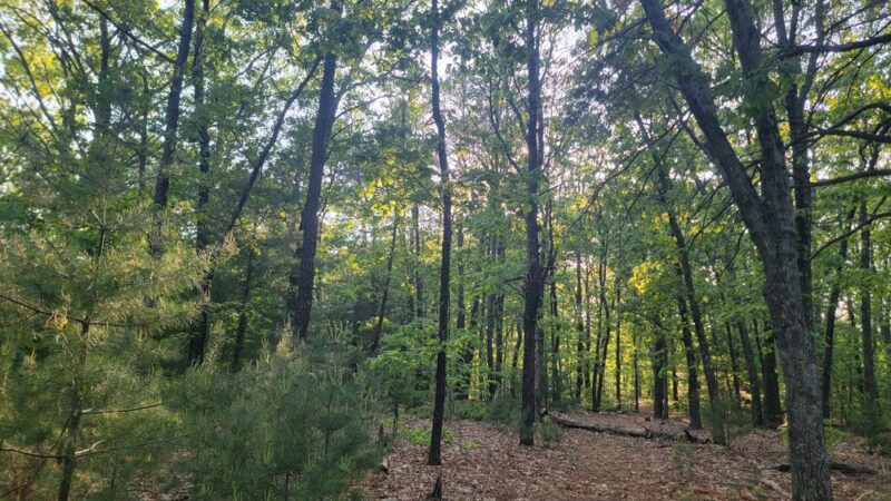 Gammino Pond Preserve - Seekonk, MA