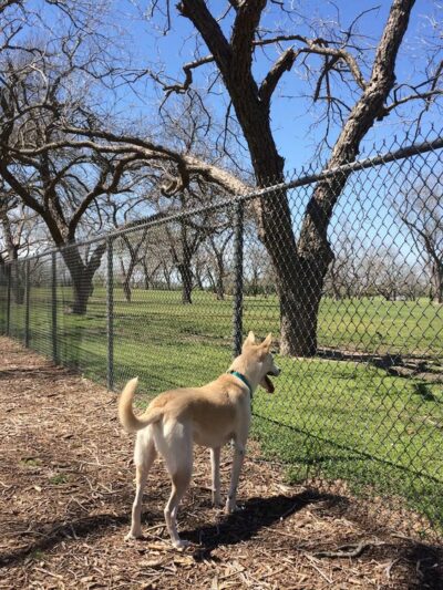 Barky Park - Seguin, TX