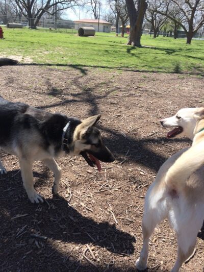 Barky Park - Seguin, TX