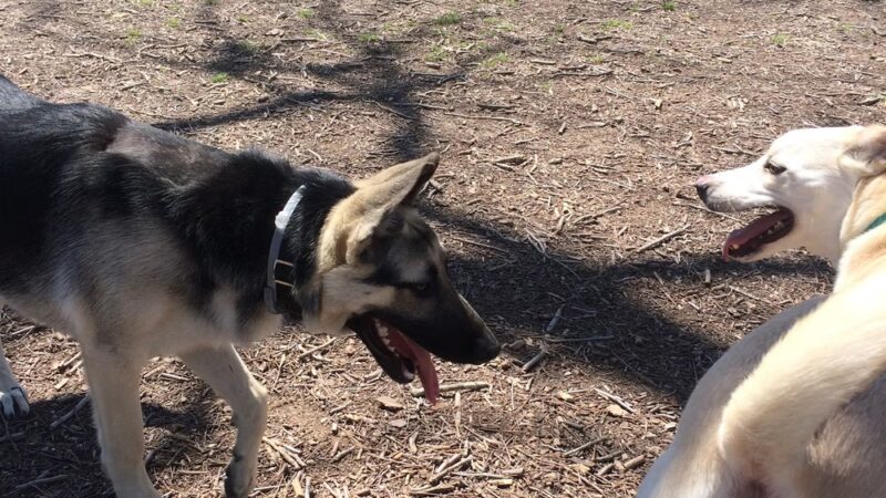 Barky Park - Seguin, TX