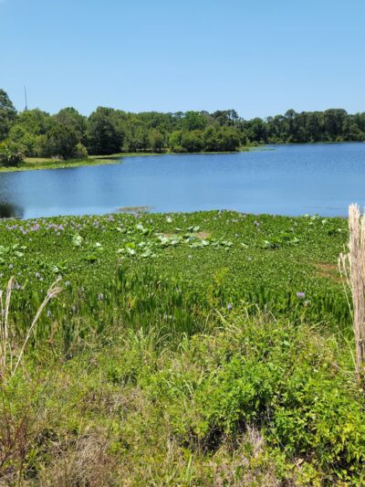 Walsingham Park - Seminole, FL