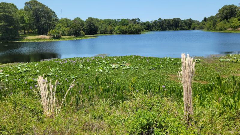 Walsingham Park - Seminole, FL