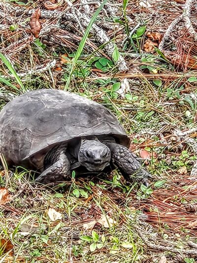 Walsingham Park - Seminole, FL