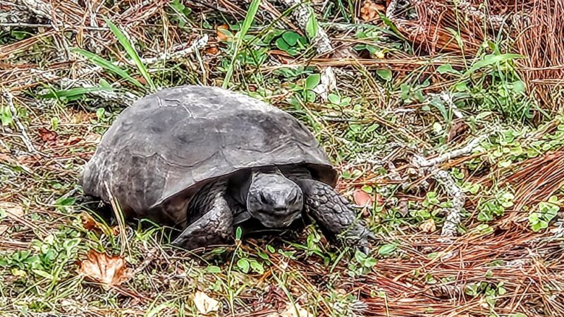 Walsingham Park - Seminole, FL
