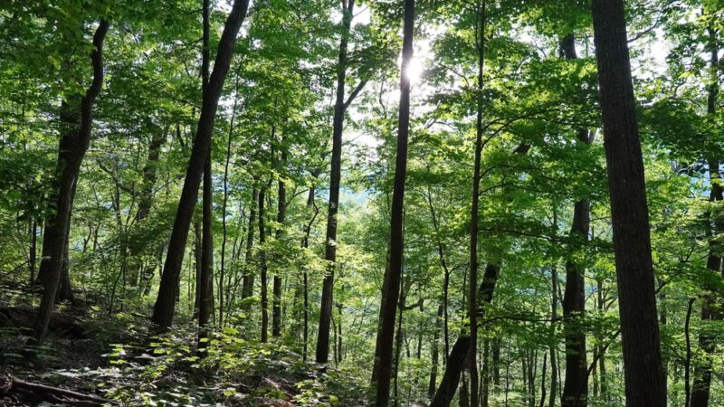 Seneca Rocks Trailhead - Seneca Rocks, WV