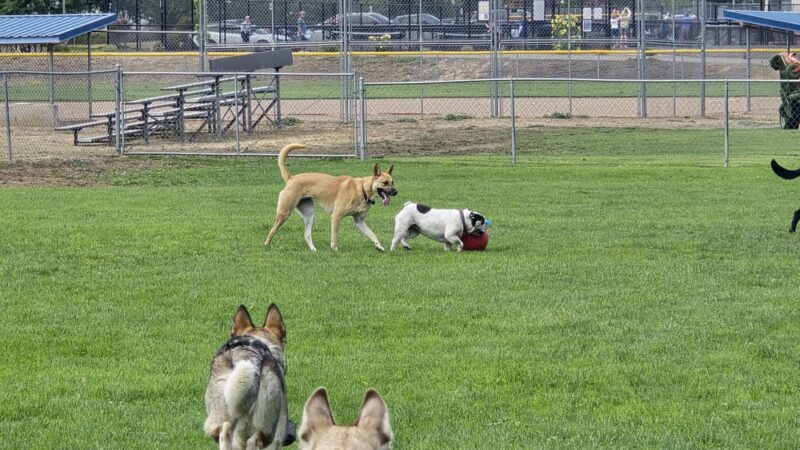 Sequim Dog Park - Sequim, WA