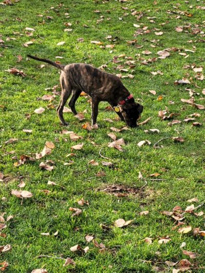 Sequim Dog Park - Sequim, WA