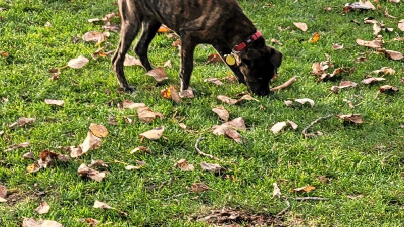 Sequim Dog Park - Sequim, WA