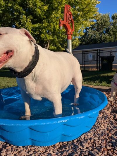 Sergeant Bluff Dog Park - Sergeant Bluff, IA