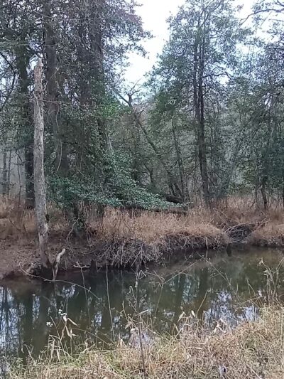 Severn Run Natural Environment Area - Severn, MD