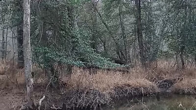 Severn Run Natural Environment Area - Severn, MD