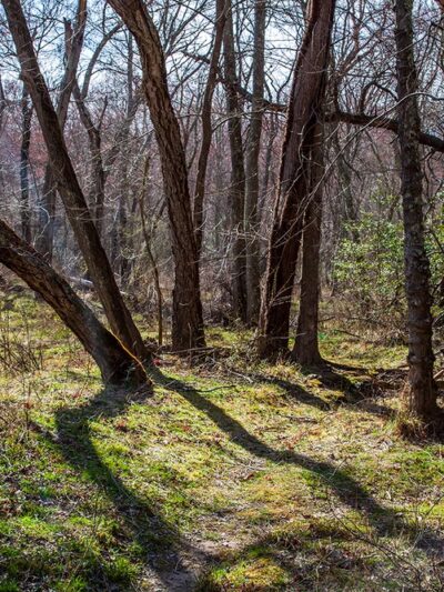 Severn Run Natural Environment Area - Severn, MD