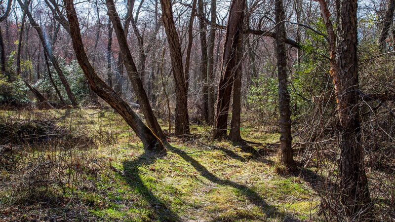Severn Run Natural Environment Area - Severn, MD