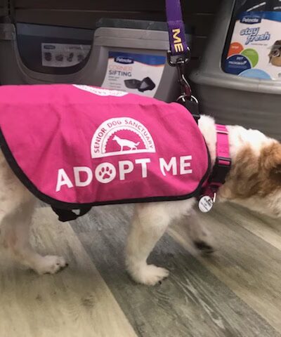 All For The Pet - Severna Park, MD