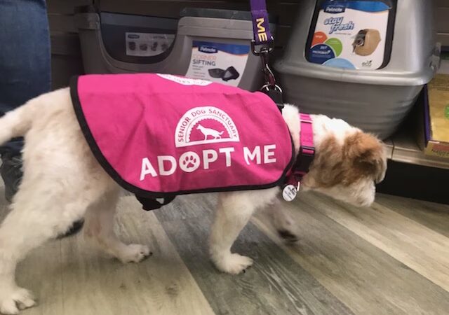 All For The Pet - Severna Park, MD