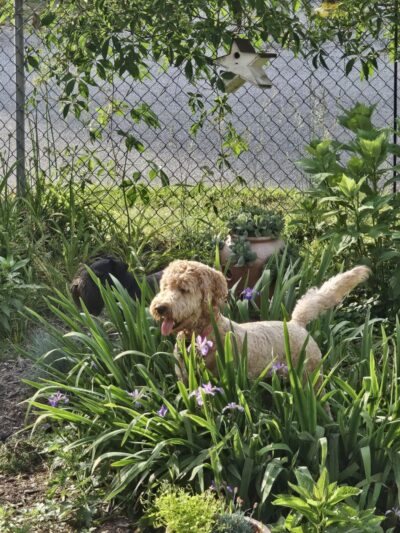 Aunt Dory's Pet Sitting - Severna Park, MD