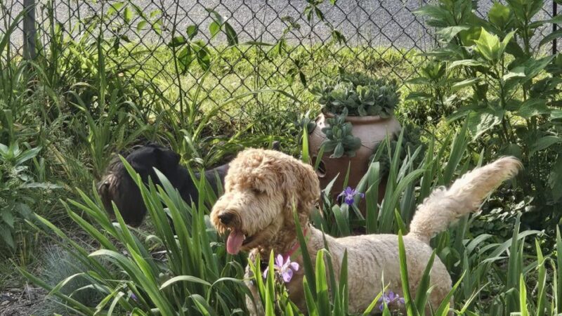 Aunt Dory's Pet Sitting - Severna Park, MD