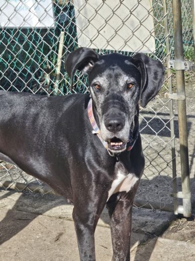 Aunt Dory's Pet Sitting - Severna Park, MD