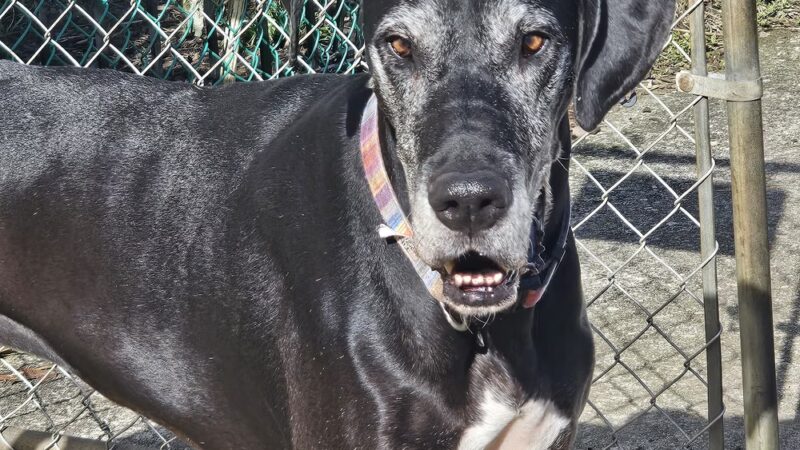 Aunt Dory's Pet Sitting - Severna Park, MD