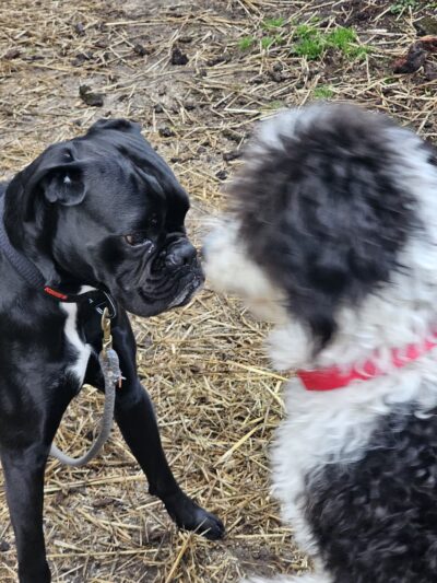 Aunt Dory's Pet Sitting - Severna Park, MD