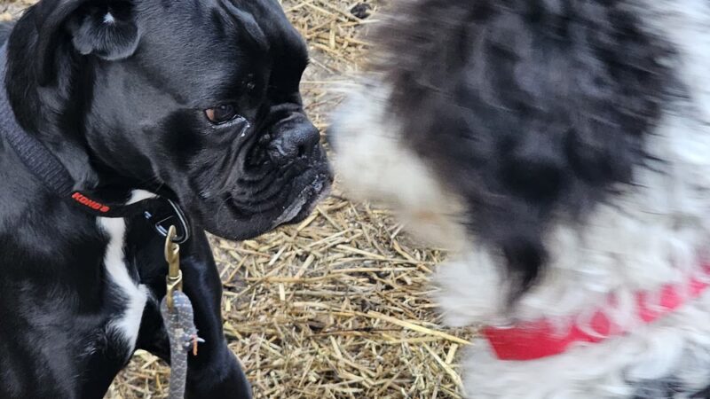 Aunt Dory's Pet Sitting - Severna Park, MD