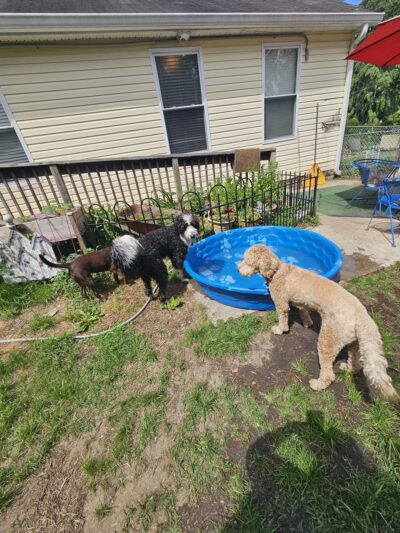 Aunt Dory's Pet Sitting - Severna Park, MD