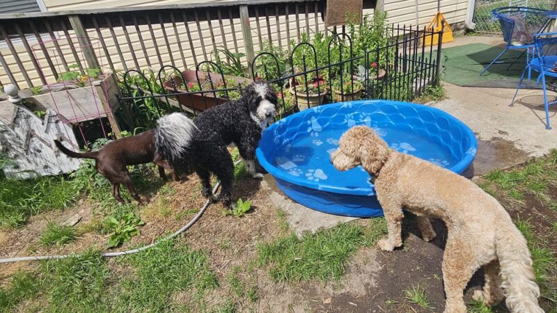 Aunt Dory's Pet Sitting - Severna Park, MD