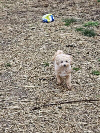 Aunt Dory's Pet Sitting - Severna Park, MD