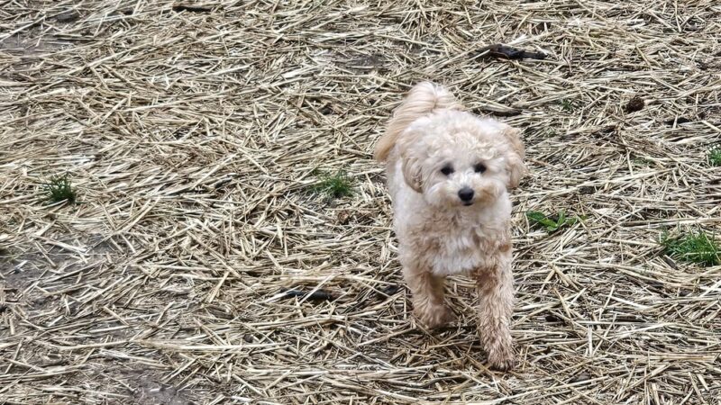 Aunt Dory's Pet Sitting - Severna Park, MD