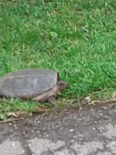 Baltimore & Annapolis Trail - Severna Park, MD