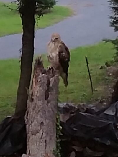 Baltimore & Annapolis Trail - Severna Park, MD