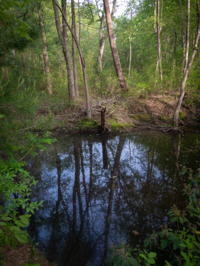 Cattail Creek Natural Area - Severna Park, MD