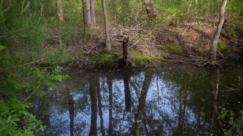 Cattail Creek Natural Area - Severna Park, MD
