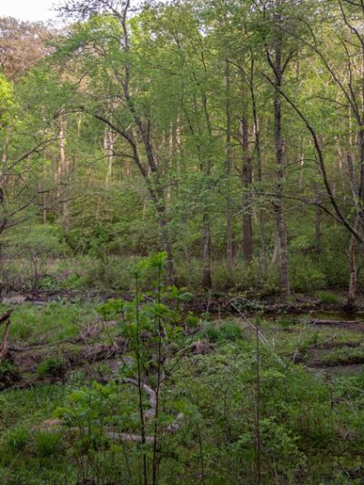 Cattail Creek Natural Area - Severna Park, MD