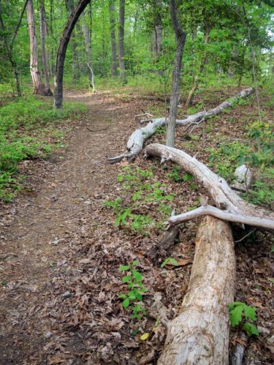 Cattail Creek Natural Area - Severna Park, MD