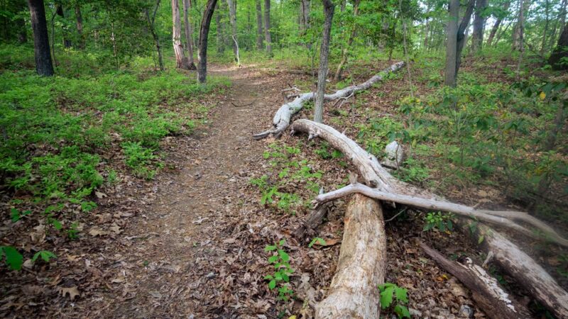 Cattail Creek Natural Area - Severna Park, MD