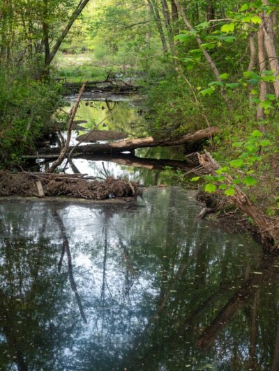 Cattail Creek Natural Area - Severna Park, MD