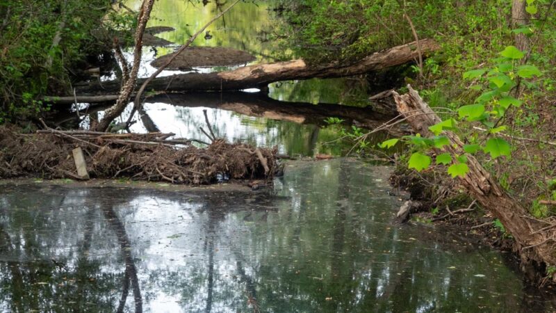 Cattail Creek Natural Area - Severna Park, MD