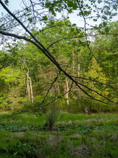Cattail Creek Natural Area - Severna Park, MD