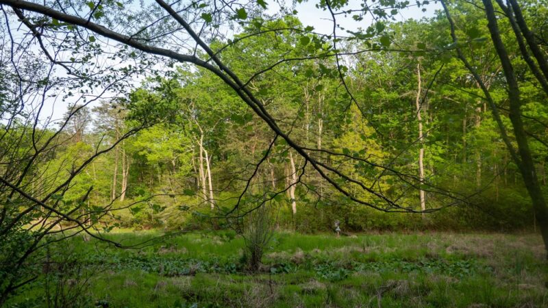 Cattail Creek Natural Area - Severna Park, MD