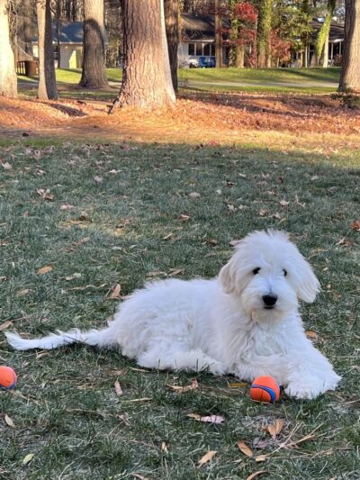 Happy Homes Dog Training - Severna Park, MD