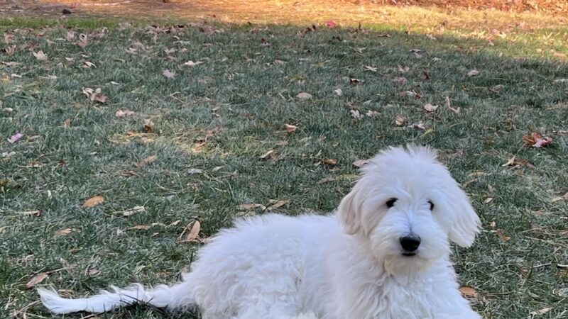 Happy Homes Dog Training - Severna Park, MD